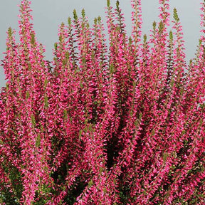 Bruyère d'été Angie Callune Angie - Calluna vulgaris angie - Plantes