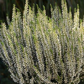 Bruyère d'été Helena - Calluna vulgaris helena - Plantes