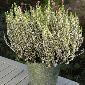 Bruyère d'été Helena - Calluna vulgaris helena - Bruyères