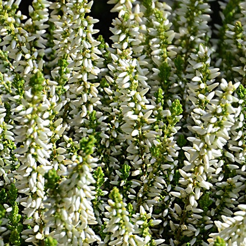 Bruyère d'été Sarah - Calluna vulgaris sarah - Plantes