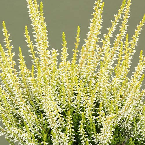 Bruyère d'été Sarah - Calluna vulgaris sarah - Plantes vivaces