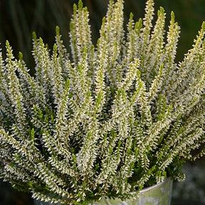 Bruyère d'été Sarah - Calluna vulgaris sarah - Bruyères