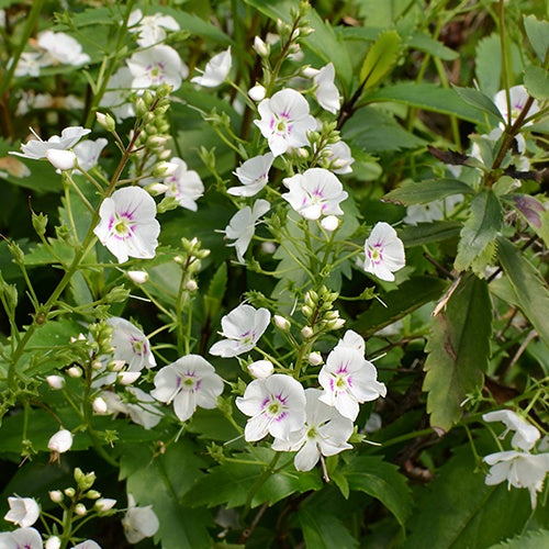 Parahébé Avalanche - Parahebe x avalanche - Plantes