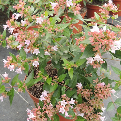 Abélia Raspberry Profusion - Abelia grandiflora raspberry profusion - Plantes