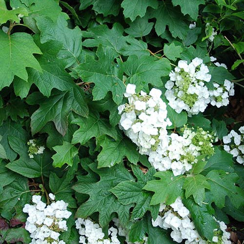 Hortensia à feuilles de chêne Burgundy - Hydrangea quercifolia burgundy - Plantes