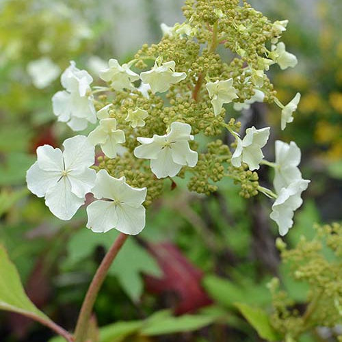 Hortensia à feuilles de chêne Ice Crystal - Hydrangea quercifolia ice crystal - Arbustes