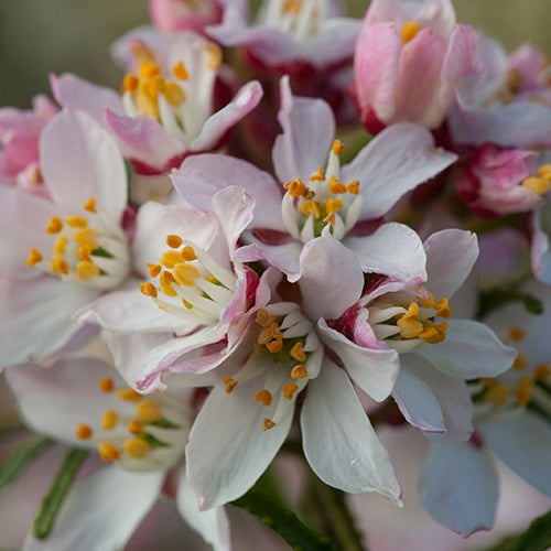 Oranger du Mexique Apple Blossom - Choisya ternata  apple blossom - Plantes