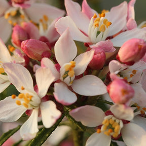 Oranger du Mexique Apple Blossom - Choisya ternata  apple blossom - Arbustes