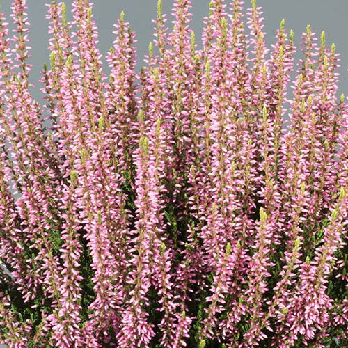 Bruyère d'été Gina - Calluna vulgaris gina - Plantes