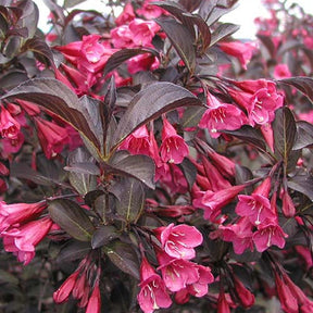 Weigélia Alexandra - Weigela florida alexandra - Plantes