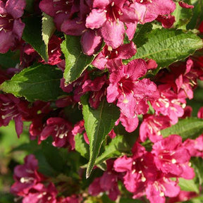 Weigélia Nain Rouge® Courtanin - Weigela  nain rouge ® courtanin - Plantes