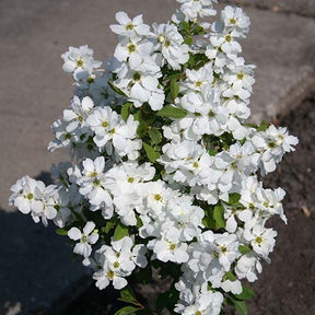 Exochorde Magical® Springtime - Exochorda racemosa magical ® springtime - Plantes