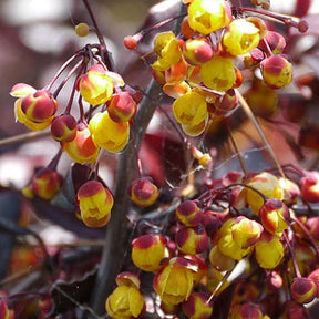 Berberis Thunderbolt - Berberis thunbergii thunderbolt - Plantes