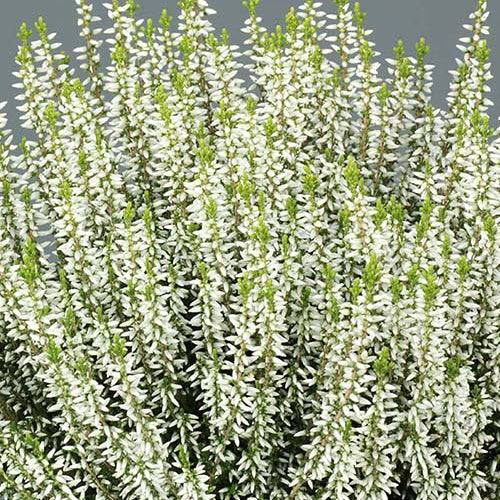 Bruyère d'été Elisa - Calluna vulgaris elisa - Plantes