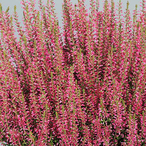 Bruyère d'été Selma - Calluna vulgaris selma - Plantes