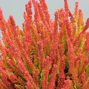 Bruyère d'été Zoé - Calluna vulgaris zoe - Plantes