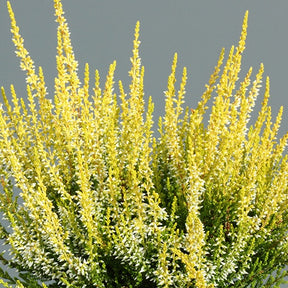 Bruyère d'été Aurelia Callune Aurelia - Calluna vulgaris  aurelia - Plantes