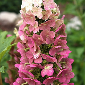 Hortensia à feuilles de chêne Jetstream - Hydrangea quercifolia jetstream - Plantes