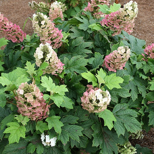 Hortensia à feuilles de chêne Jetstream - Hydrangea quercifolia jetstream - Arbustes