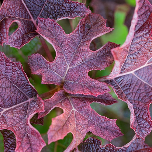 Hortensia à feuilles de chêne Jetstream - Hydrangea quercifolia jetstream - Hortensias