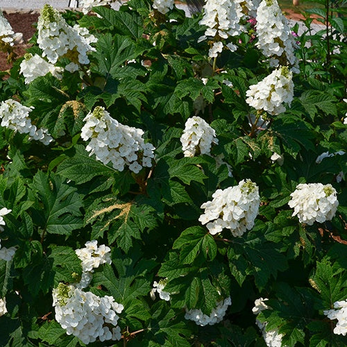 Hortensia à feuilles de chêne Jetstream - Hydrangea quercifolia jetstream