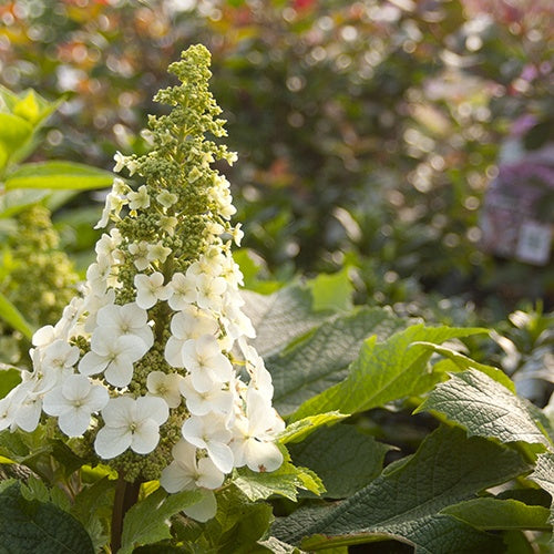 Hortensia à feuilles de chêne Jetstream - Hydrangea quercifolia jetstream