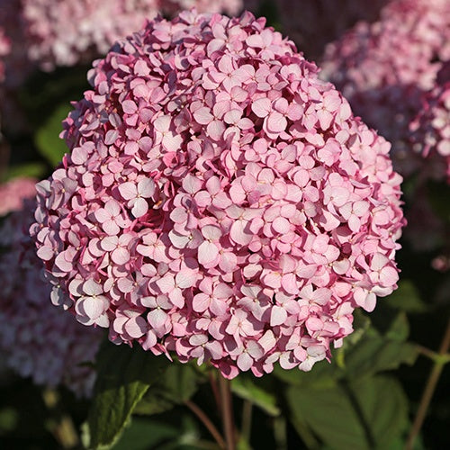 Hortensia de Virginie Magical® Pinkerbell Kolpinbel - Hydrangea arborescens magical® pinkerbell 'kolpinbel' - Plantes