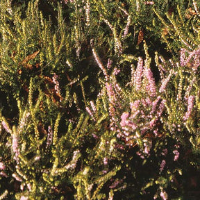 Bruyère d'hiver Arthur Johnson - Erica darleyensis arthur johnson - Plantes