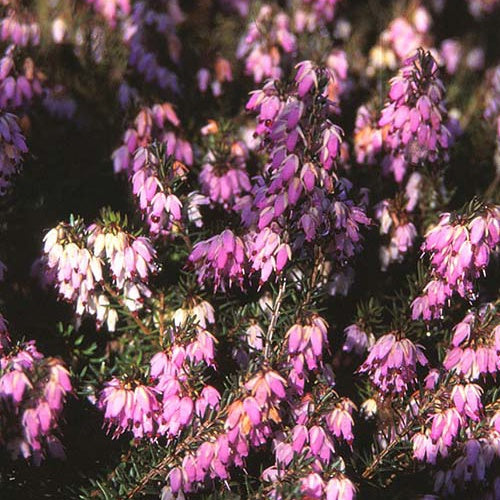 Bruyère des neiges Foxhollow Pink - Erica carnea foxhollow pink - Plantes