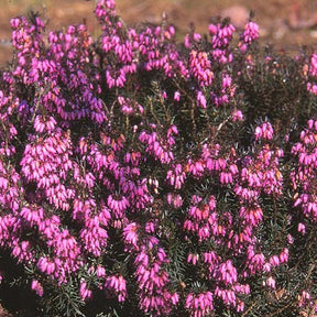 Bruyère des neiges Pink Spangles - Erica carnea pink spangles - Plantes