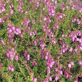 Bruyère irlandaise Purpurea - Daboecia cantabrica purpurea - Plantes