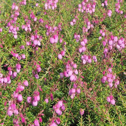 Bruyère irlandaise Purpurea - Daboecia cantabrica purpurea - Plantes vivaces