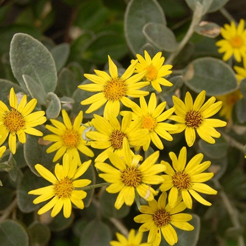 Séneçon gris Séneçon en arbre - Brachyglottis greyi - Plantes