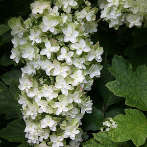 Hortensia à feuilles de chêne Snowflake - Hydrangea quercifolia snowflake - Plantes