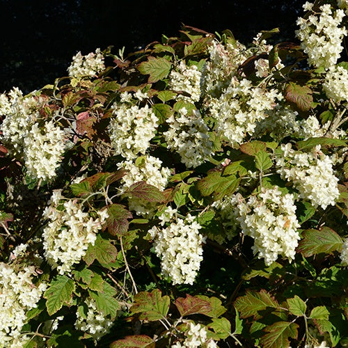 Hortensia à feuilles de chêne Snowflake - Hydrangea quercifolia snowflake - Arbustes