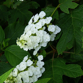 Hortensia à feuilles de chêne Snowflake - Hydrangea quercifolia snowflake - Hortensias