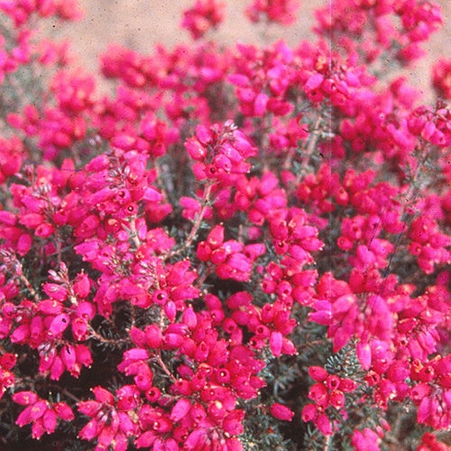 Bruyère cendrée Rosabella - Erica cinerea rosabella - Plantes