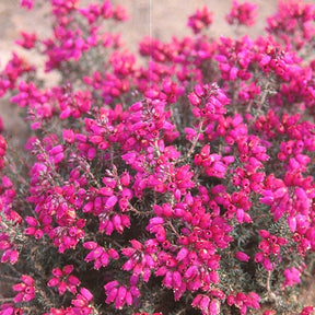 Bruyère cendrée Rosabella - Erica cinerea rosabella - Plantes vivaces