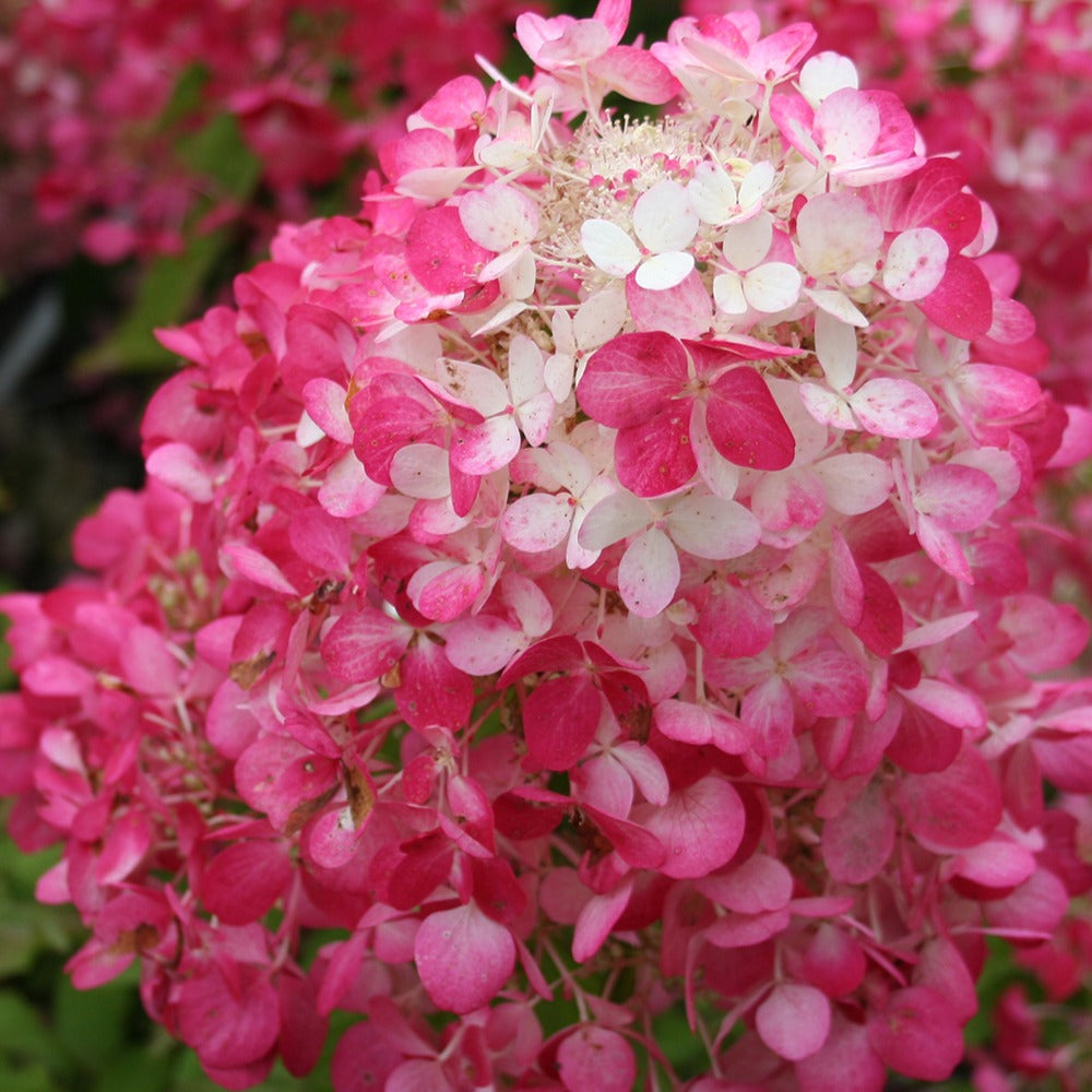 Hortensia paniculé Diamant Rouge - Hydrangea paniculata diamant rouge ® 'rendia'