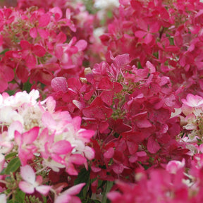 Hortensia paniculé Diamant Rouge - Hydrangea paniculata diamant rouge ® 'rendia'