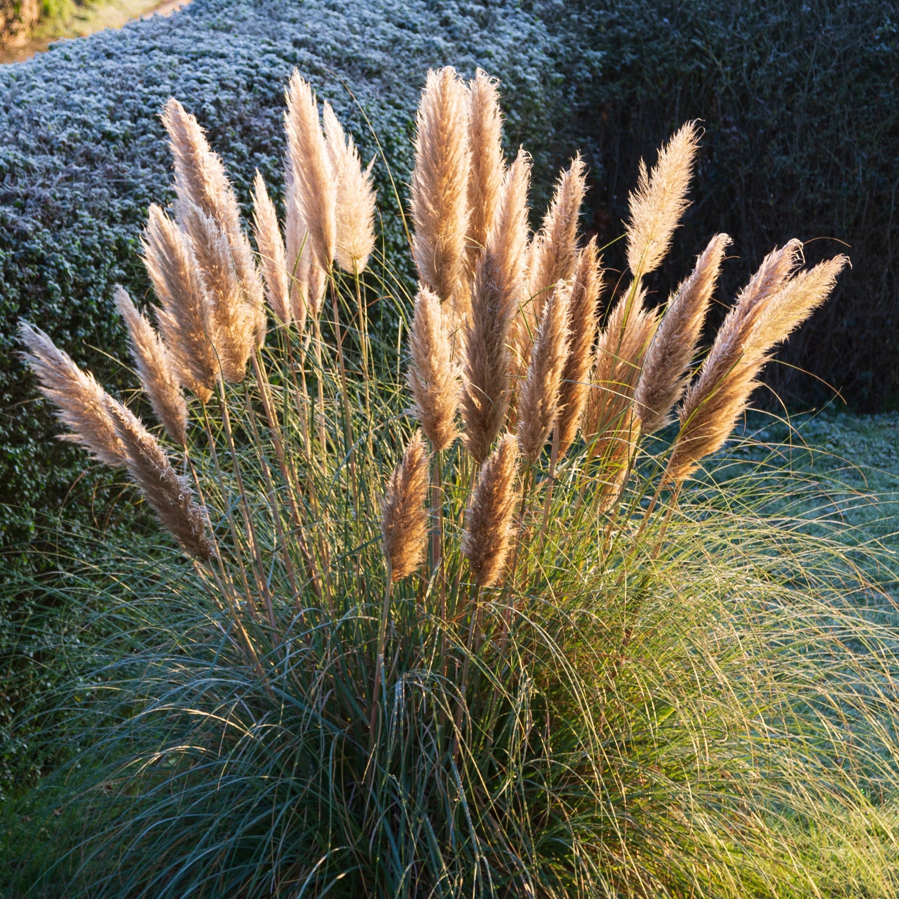 Herbe de la pampa rose - Cortaderia selloana rendatleri