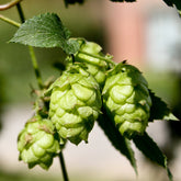 Houblon Magnum - Humulus lupulus magnum