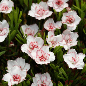 5 Oxalis Double Pink Wonder - Oxalis double pink wonder - Plantes