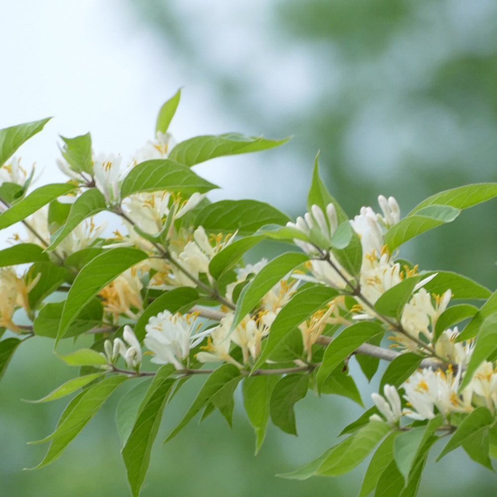 Chèvrefeuille d'hiver - Lonicera fragrantissima - Arbustes