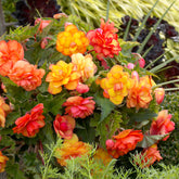 5 Bégonias Picotée Golden Balcony - Begonia golden balcony - Bégonia