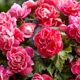 5 Bégonias à fleurs de Camélia - Begonia a fleurs de camélia