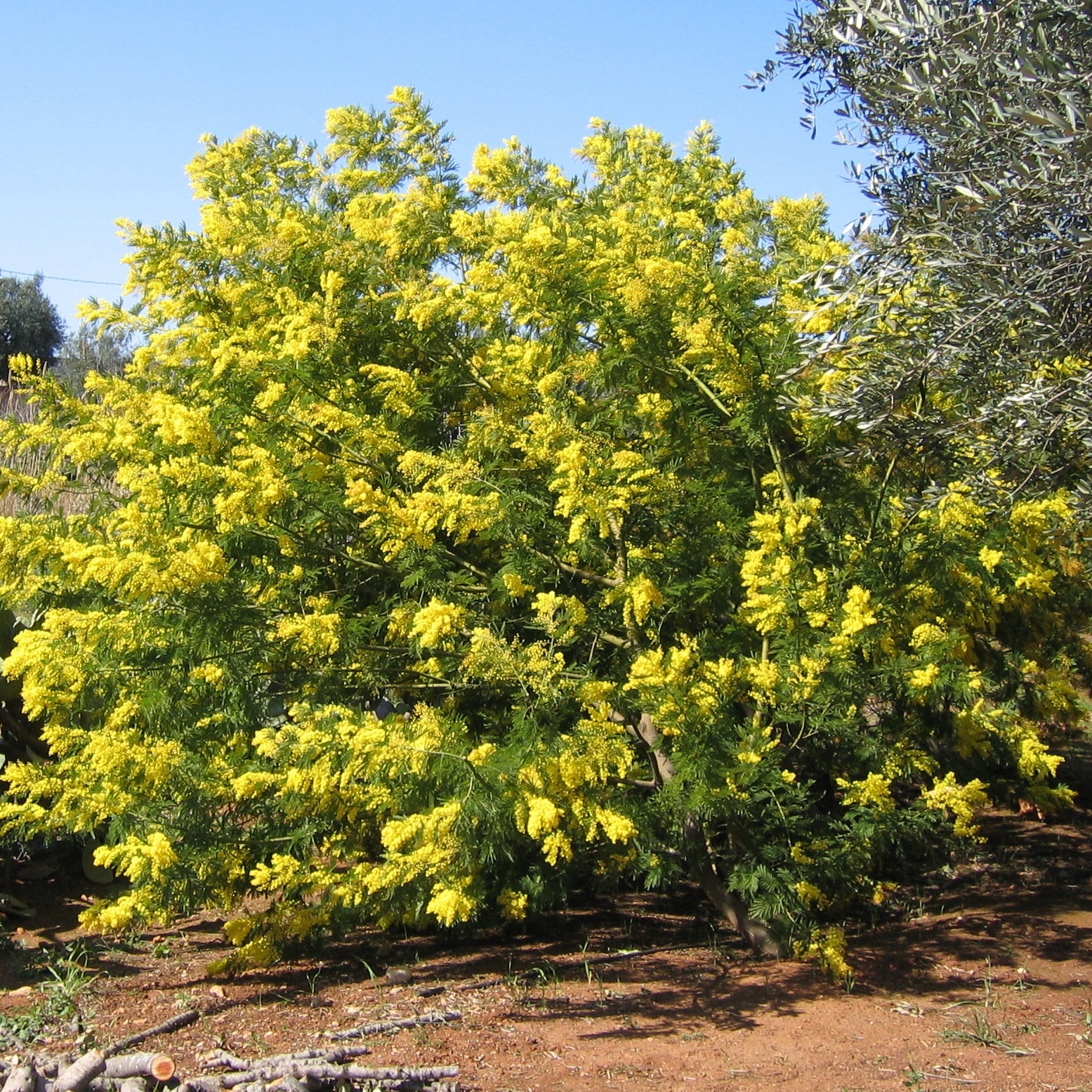 Mimosa d'hiver