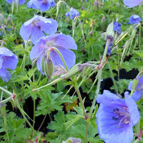 Géranium vivace bleus de l'Himalaya - Geranium himalayense