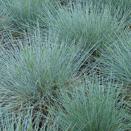 3 Fétuques bleues - Festuca glauca - Graminées