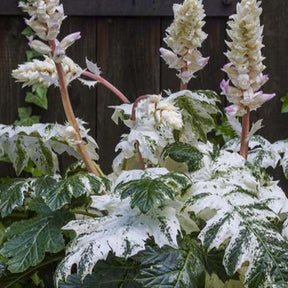 Acanthe de Tasmanie Angel - Acanthus hybride tasmanian angel - Plantes